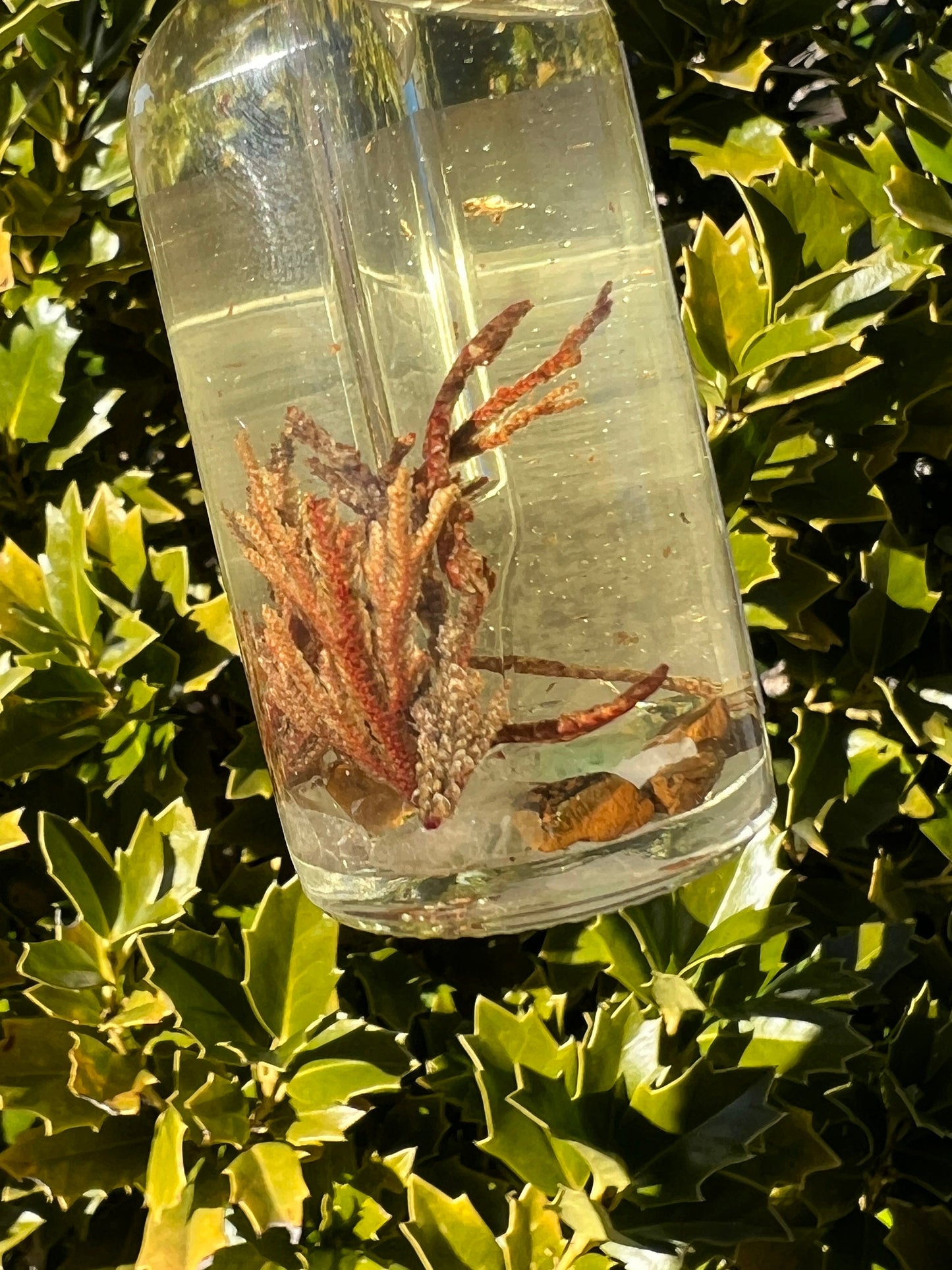 Rose of Jericho Ritual Oil | The Resurrection Plant | Witch Protection Manifestation New Beginnings Lucky Empath Spell Magickal Altar Tool