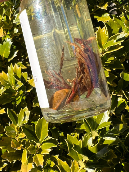 Rose of Jericho Ritual Oil | The Resurrection Plant | Witch Protection Manifestation New Beginnings Lucky Empath Spell Magickal Altar Tool