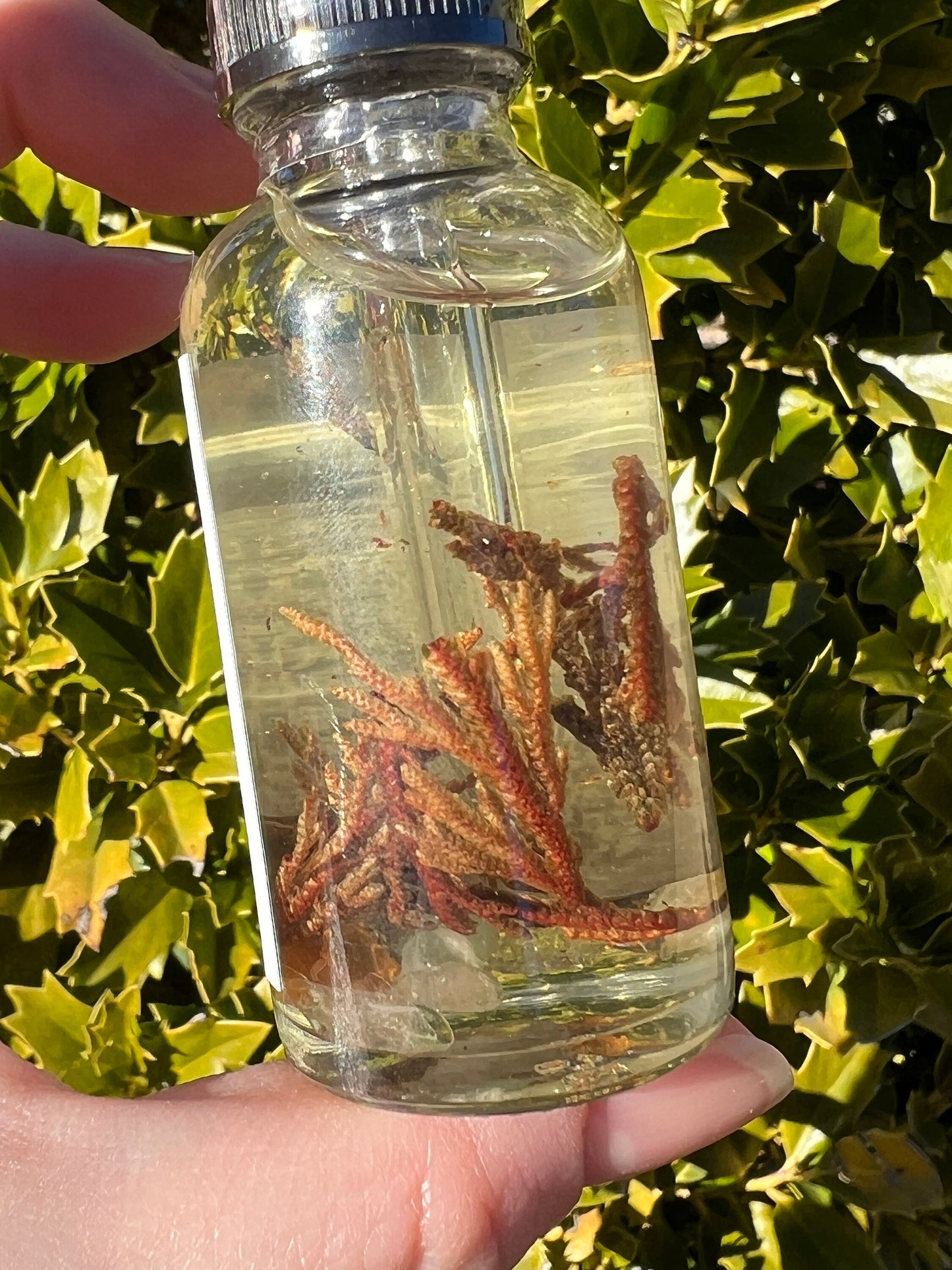 Rose of Jericho Ritual Oil | The Resurrection Plant | Witch Protection Manifestation New Beginnings Lucky Empath Spell Magickal Altar Tool